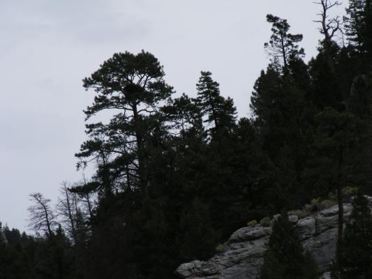 nest.