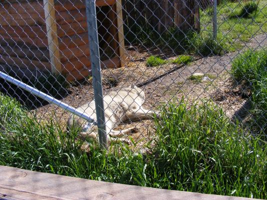 A wolf at the nature center.