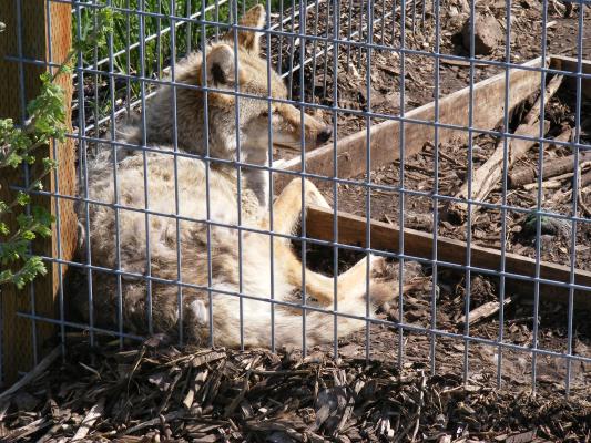 A coyote at beartooth nature center