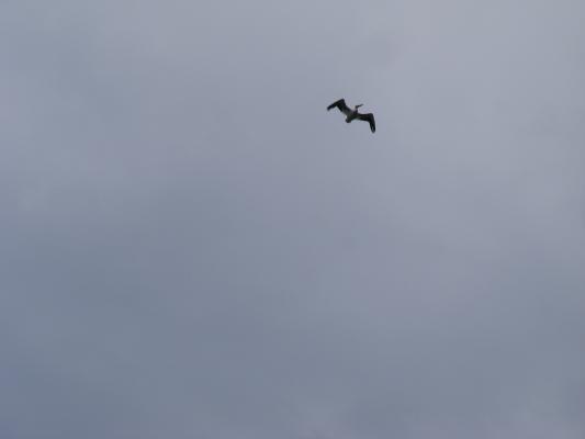 bird