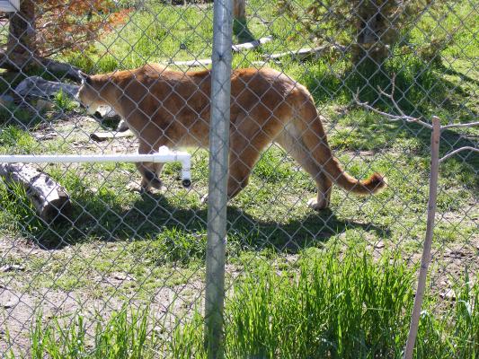 Mountain Lion.
