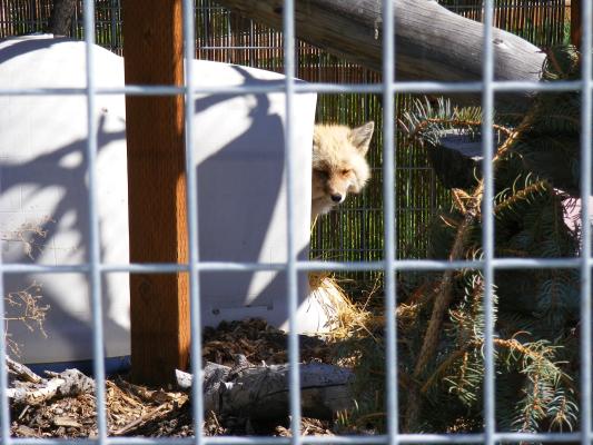 A fox at Beartooth Nature Center.