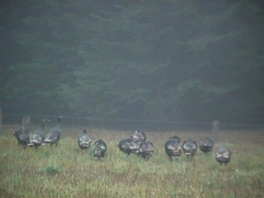 Turkies