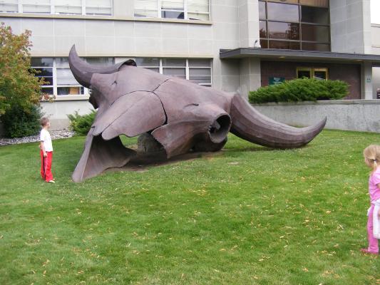 Buffalo skull.