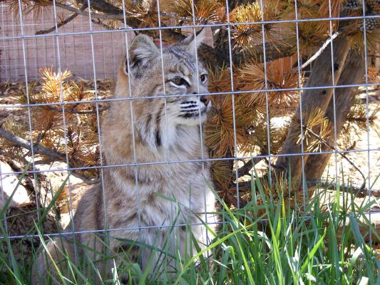 bobcat