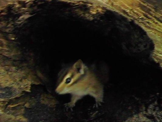 Chipmonk in a log