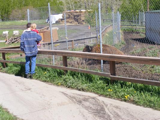 David and Sarah see a buffalo