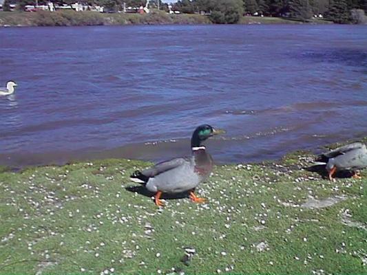 Em R ducks