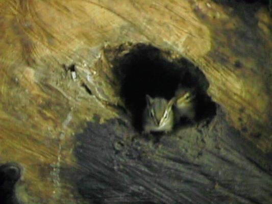 Chipmonk in a log
