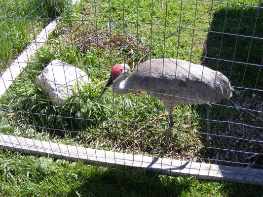 Sandhill Crane