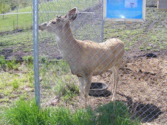Deer