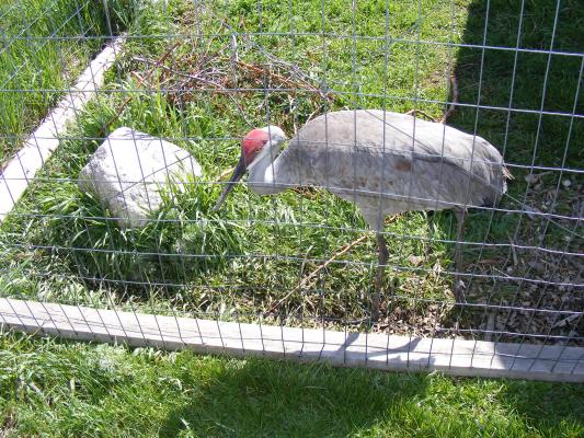 Sandhill Crane