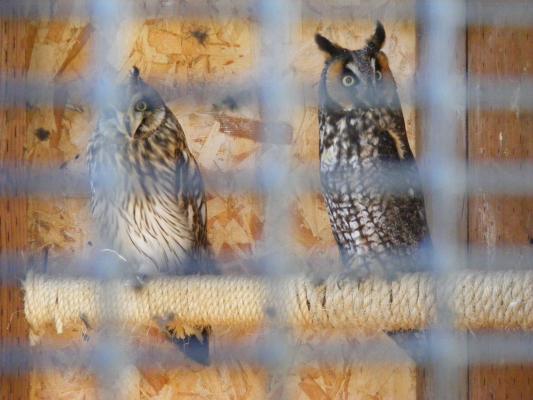 owls
