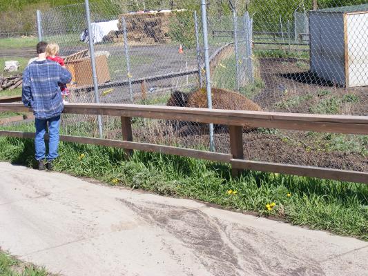 David and Sarah see a buffalo