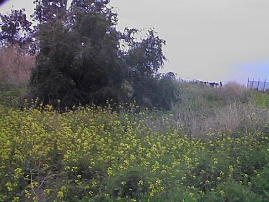 Hillside in Galilee