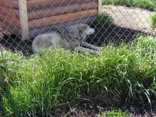 Wolf. Sarah thinks he will blow the house down.