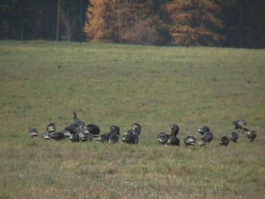 Turkies