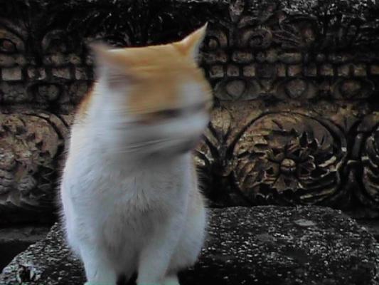 A kitty in Galilee