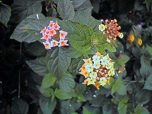 Flowers in Galilee