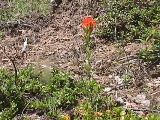 Indian Paint Brush