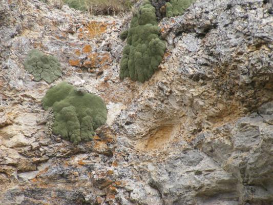 a flower, not really a moss.